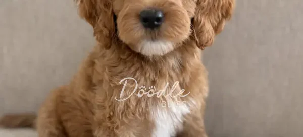 Padmé, a fluffy red abstract mini goldendoodle puppy with curly fur and a light brown bow, sits on a beige couch looking directly at the camera.