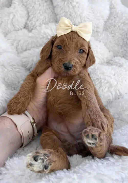 Hera, an adorable apricot mini goldendoodle puppy with curly fur and a cream-colored bow, is gently held up by a person’s hand, resting on a soft white fluffy blanket.