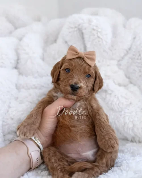 Hera, an adorable apricot mini goldendoodle puppy with a light brown bow, is gently held up against a fluffy white blanket, gazing sweetly at the camera.
