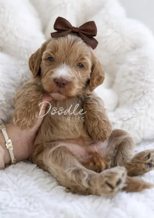 Hera, an apricot mini goldendoodle puppy with a fluffy brown coat, white snout and paws, sits on a soft white blanket. She wears a brown bow and is gently held upright by a caring hand.