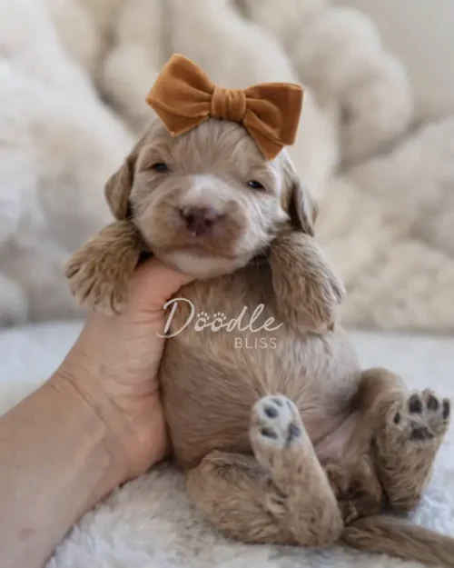 Hera, an apricot mini goldendoodle puppy with closed eyes, wears a brown bow and is gently supported upright by a hand against a fluffy backdrop. The word "Doodle" appears subtly in the image.