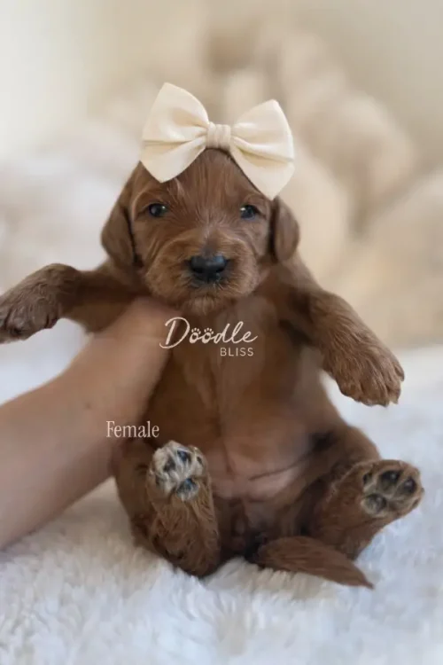 Hera, an apricot mini goldendoodle puppy with a cream-colored bow, sits upright on a soft white blanket. A person’s hand gently supports her, with the word “Female” written nearby.
