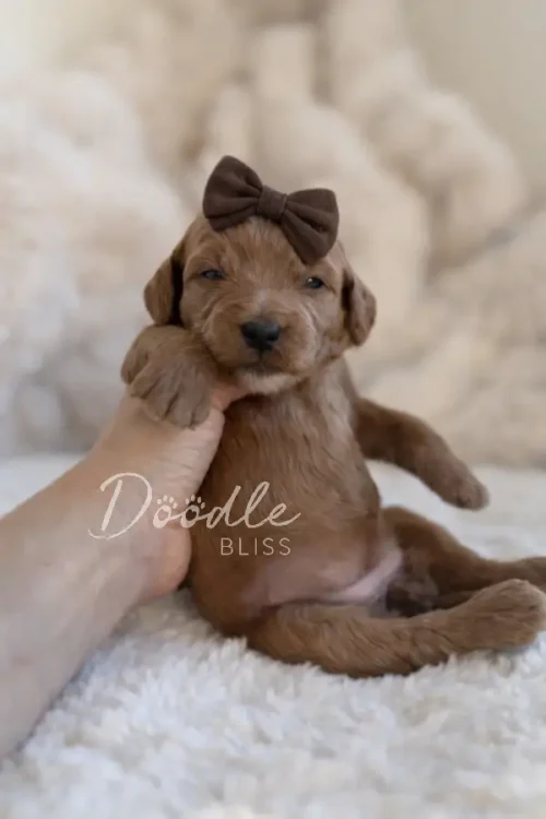 Hera, an apricot mini goldendoodle puppy with a brown bow, sits on a fluffy white blanket and gently holds a person's hand with her paw. "Doodle Bliss" is overlaid on the image.
