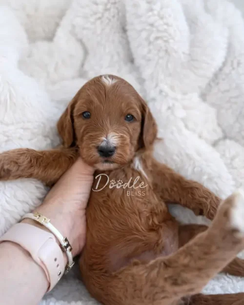 A person holds Hera, an apricot mini goldendoodle puppy with a white spot on her head. The small, curly-haired pup lies on a fluffy white blanket while looking at the camera. The person wears a light watch and bracelets.