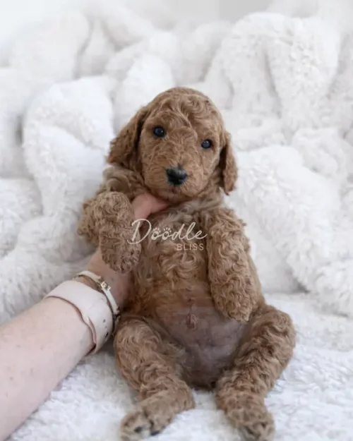 Hera, an apricot mini goldendoodle puppy with curly fur, lies on a soft white blanket while someone gently holds her front paw.