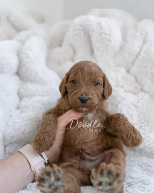 Hera, an apricot mini goldendoodle puppy with curly hair, sits upright on a fluffy white blanket, gently supported at the chest. She looks relaxed with her front paws raised.