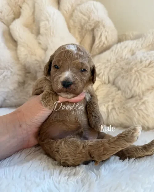 A small, curly-haired red abstract mini goldendoodle puppy named Obi-Wan with a white patch on its head is cradled in a person's hand, lying on its back on a soft cream blanket. The image includes the text "Male.