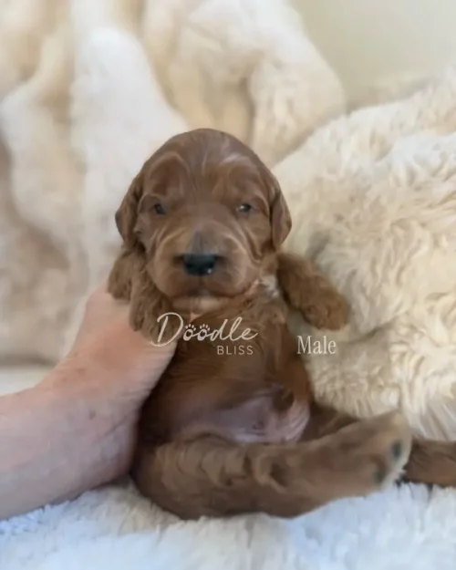 A small brown-red abstract mini goldendoodle puppy named Obi-Wan is gently held by a hand on cream blankets. The text Doodle Bliss and Male appears on the image.
