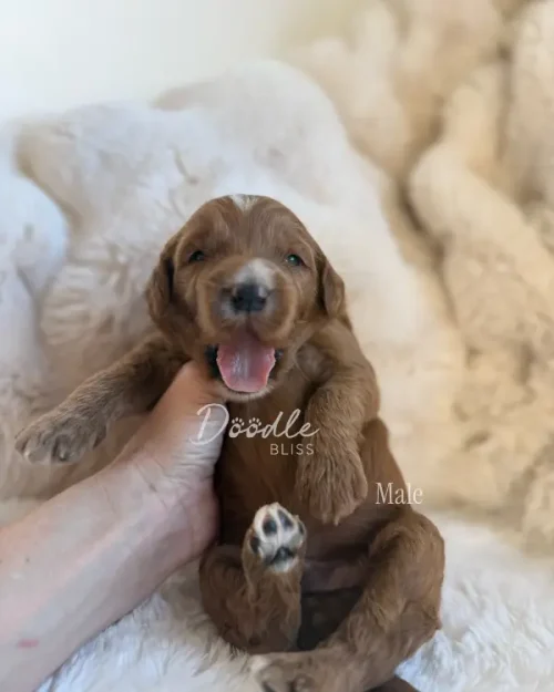 A small brown red abstract mini goldendoodle puppy named Obi-Wan is gently held in a hand against a soft, cream-colored blanket. The puppy’s mouth is open in a smile and one paw is raised. Text on the image reads "Obi-Wan Male.