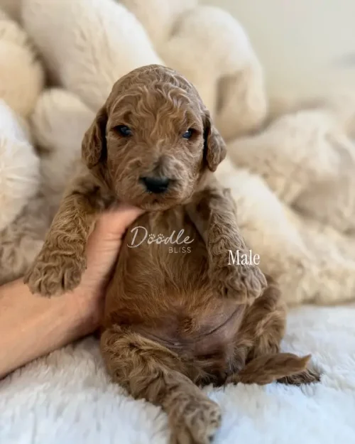 A hand holds Obi-Wan, a small curly-haired red abstract mini goldendoodle puppy, on a fluffy cream blanket. The puppy gazes at the camera with soft dark eyes. "Doodle Bliss" and "Male" appear on the image.
