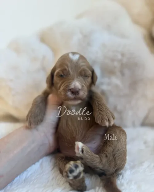 A small brown and white male mini goldendoodle puppy named Obi-Wan is gently held upright on a soft, cream-colored blanket. The puppy's eyes are closed and its fur is fluffy. The words Doodle Bliss and Male are labeled on the image.