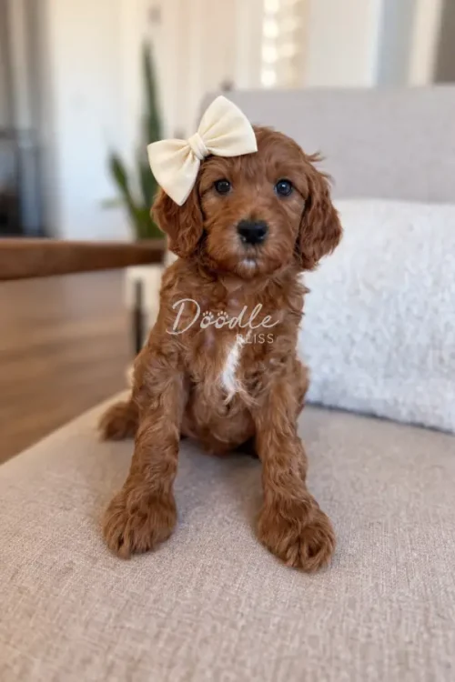 A small, curly-haired brown puppy with a cream-colored bow on its head sits on a light-colored chair indoors, looking at the camera.