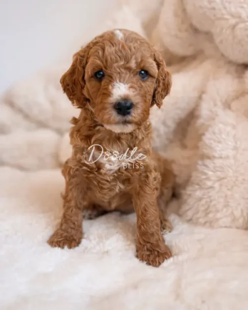 A small, curly-haired brown puppy with a white spot on its nose sits on a fluffy cream-colored blanket, looking towards the camera.