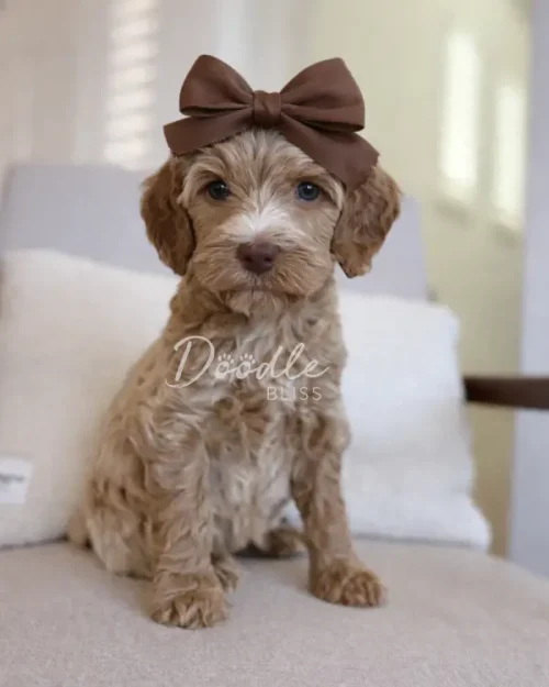 A small, light brown, curly-haired puppy sits on a beige chair, wearing a large brown bow on its head. The background is softly lit, and the puppy looks directly at the camera.