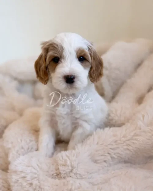 A small, fluffy white and brown puppy sits on a soft, cream-colored blanket, looking at the camera with gentle eyes.