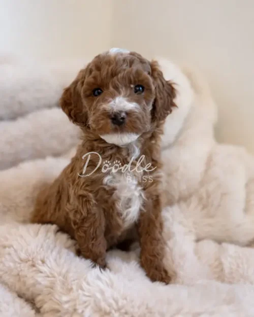A small, fluffy brown puppy with a white chest and nose sits on a soft cream-colored blanket, looking at the camera with gentle eyes.