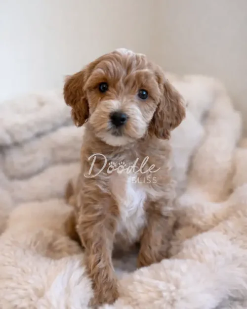 A small, fluffy light brown puppy with white markings sits on a soft cream-colored blanket, looking up with big dark eyes.