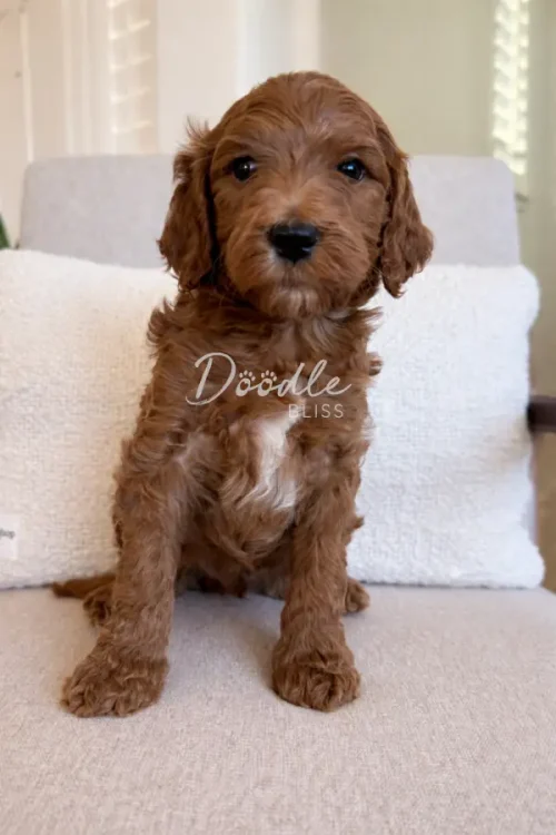 A curly-haired brown puppy with a small white patch on its chest sits on a light-colored couch in front of two white pillows, looking directly at the camera.