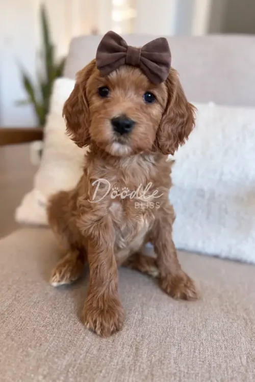 A small, fluffy brown puppy with curly fur sits on a beige couch. The puppy is wearing a brown bow on its head and looks directly at the camera. There are white pillows in the background.