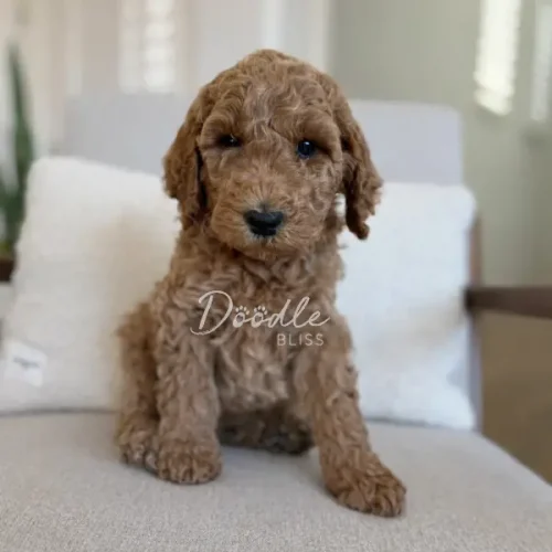 A curly-haired brown puppy sits on a light gray chair in front of a white cushion, looking at the camera. The word Doodle BLISS appears on the image.