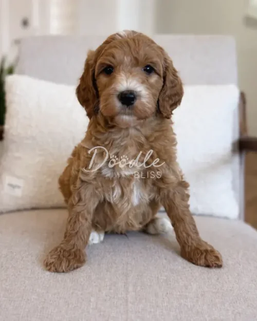 A fluffy, light brown puppy with wavy fur sits on a beige chair, facing the camera. The puppy has a white patch on its chest and paws, and looks alert and curious.