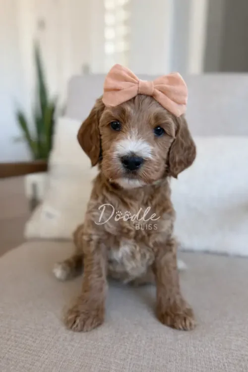 A brown and white puppy wearing a peach-colored bow sits on a light-colored couch, looking at the camera. The background shows a blurred indoor setting with a plant and soft lighting.