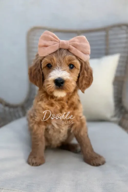 A brown and white puppy with curly fur sits on a cushioned chair, wearing a large pink bow on its head. There is a white pillow in the background and Doodle Bliss written on the image.