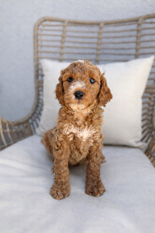 A small, curly-haired brown puppy with a white patch on its chest sits on a cushioned chair with woven armrests, looking directly at the camera.
