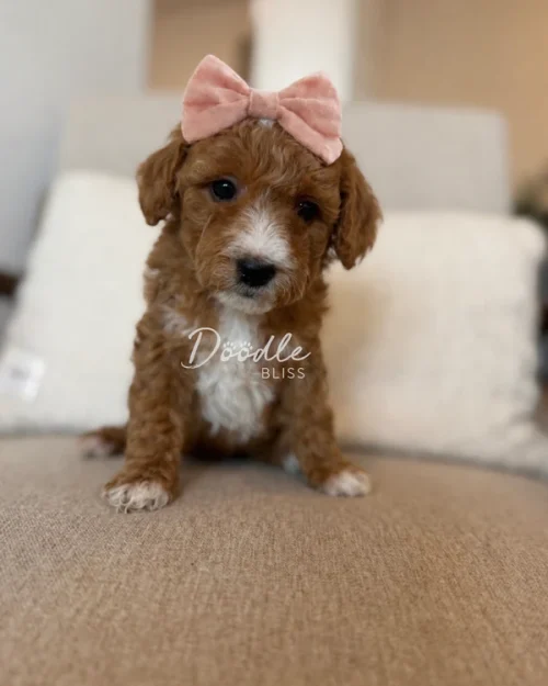 A small brown and white puppy with curly fur sits on a beige couch, wearing a pink bow on its head. The background is softly blurred, creating a cozy indoor setting.