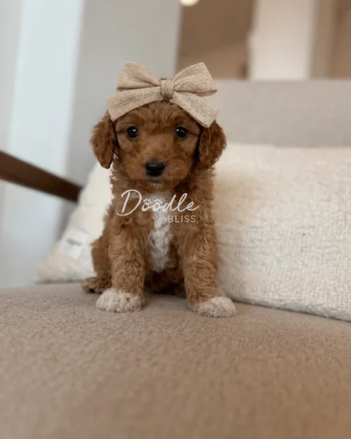 A small brown curly-haired puppy with white paws sits on a beige couch, wearing a large tan bow on its head. The background shows a neutral-colored room.