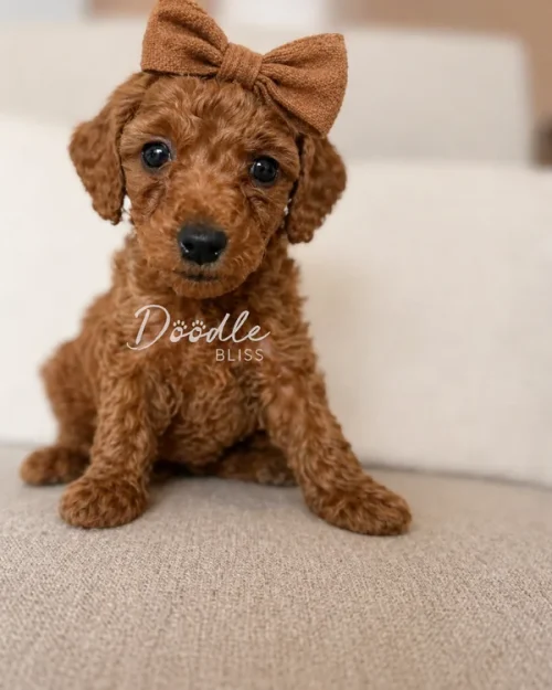 A small brown poodle puppy wearing a matching brown bow on its head sits on a light-colored couch, looking directly at the camera.