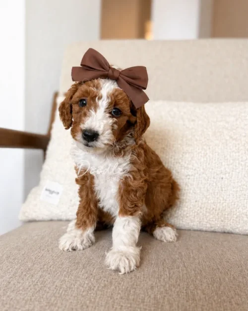 A small brown and white curly-haired puppy with a large brown bow on its head sits on a beige chair in front of a textured pillow, looking slightly to the side.