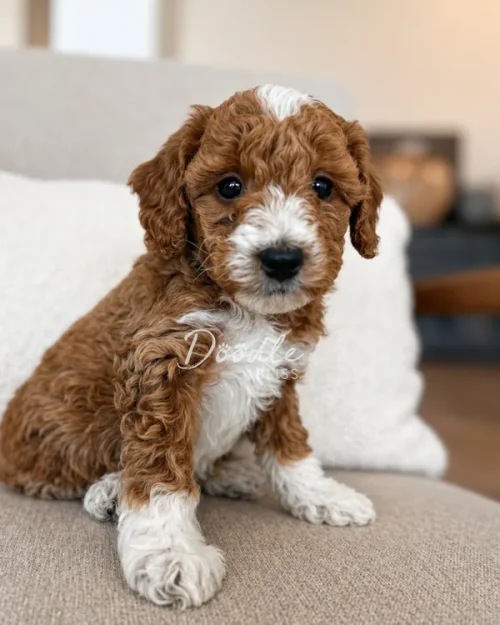 A curly-haired brown and white puppy sits on a beige couch, looking at the camera with dark, expressive eyes. The puppy has white markings on its face, chest, and paws, and appears alert and friendly.