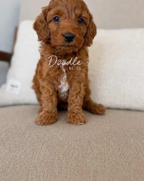 A small, curly-haired brown puppy sits on a beige couch in front of a white pillow, looking directly at the camera. The text Doodle Bliss is overlaid on the image.