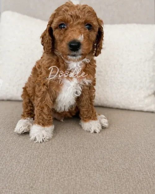 A small, curly-haired brown and white puppy sits on a beige couch in front of a white pillow, looking at the camera.