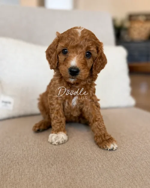 A small brown and white puppy with curly fur sits on a beige couch, looking directly at the camera. The background is softly blurred, highlighting the puppy’s expressive eyes and cute pose.