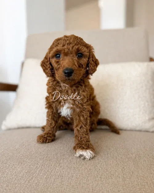 A small, curly-haired brown puppy with a white patch on its front paw sits on a beige armchair in front of a white pillow.