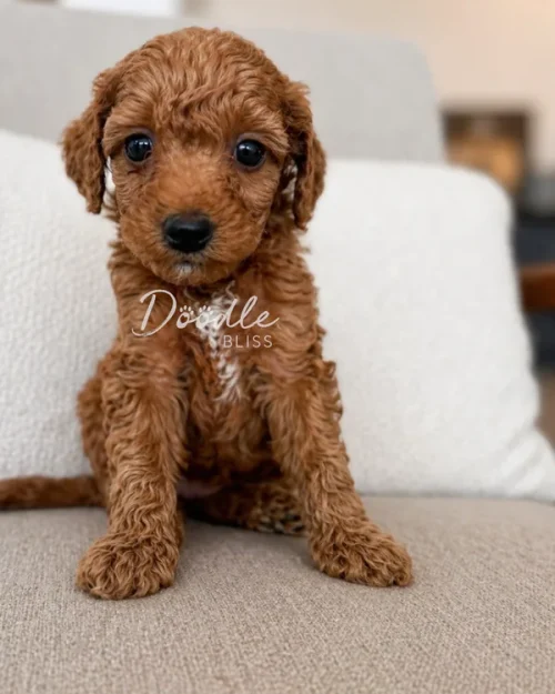 A small, curly-haired brown puppy sits on a beige couch in front of a white pillow, looking directly at the camera with big, dark eyes.
