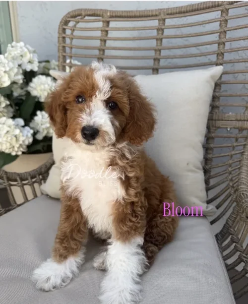 Bloom, an adorable brown and white mini Goldendoodle puppy with curly fur, is available in Arizona. Sitting on a wicker chair beside a bouquet of white flowers, Bloom is highlighted with her name in pink text.