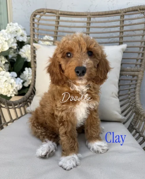A fluffy brown and white mini Goldendoodle puppy with curly fur sits on a wicker chair with a white cushion, white flowers in the background. "Bloom" is written in blue text at the bottom right—available in Arizona.