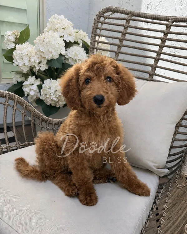 A fluffy mini goldendoodle puppy sits on a cushioned wicker chair beside white hydrangeas, looking at the camera. The words "Sedona (Reserved)" are overlaid on the image, capturing Arizona charm.
