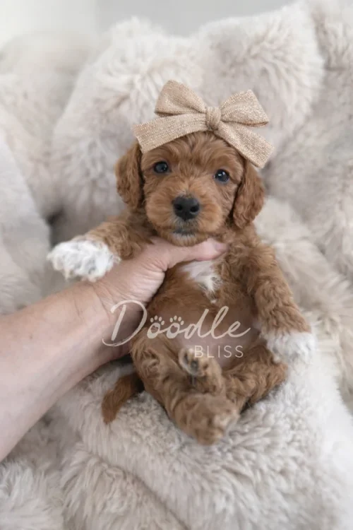 A small, fluffy brown puppy with white paws wears a sparkly beige bow on its head. The puppy is being gently held up by a hand and is sitting on a soft, cream-colored blanket. The watermark reads Doodle Bliss.