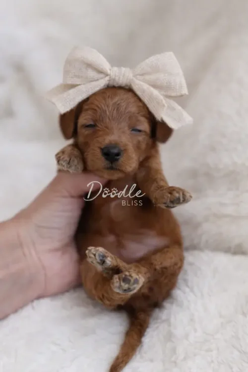 A small brown puppy with closed eyes wears a large beige bow on its head while being gently held up by a hand, lying on a soft, white blanket. The words Doodle BLISS appear over the puppy.