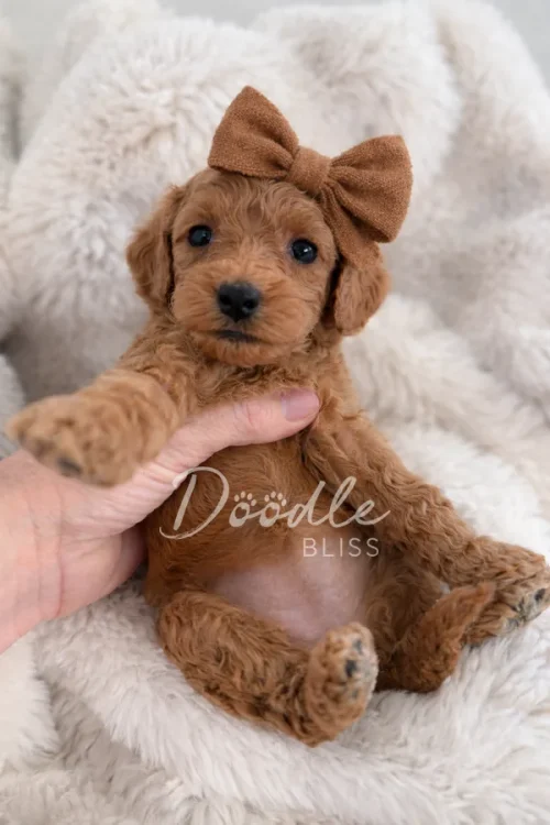 A small, curly-haired brown puppy with a large brown bow on its head sits on a fluffy cream blanket, gently held up by a hand. The image is watermarked with the text Doodle Bliss.