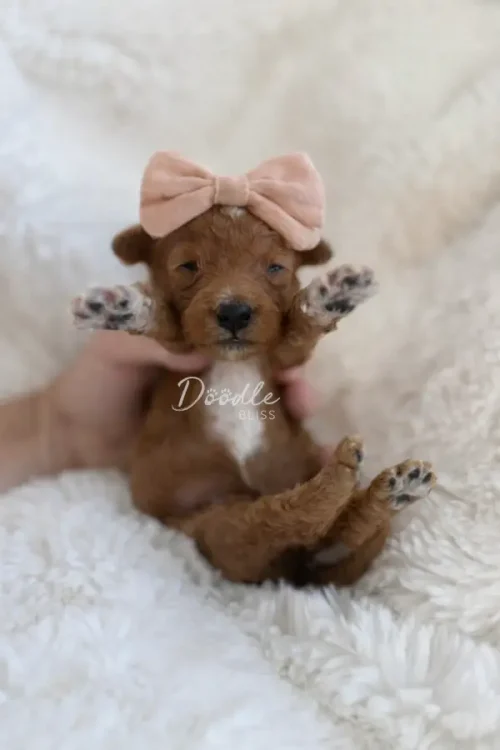 A small brown puppy with a light pink bow on its head lies on its back on a fluffy white blanket, with its front paws raised and a hand gently holding its sides.