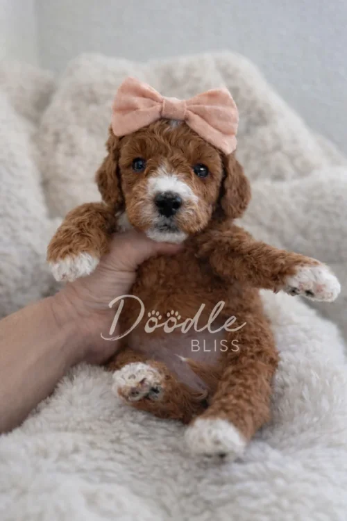 A small brown and white puppy with curly fur and a pink bow on its head is being gently held up by a hand, resting on a soft, fluffy blanket. The words Doodle Bliss are overlaid on the image.