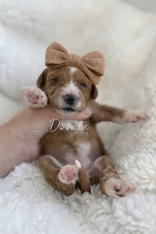 A small brown and white puppy with a big tan bow on its head is being gently held up by a hand while lying on a fluffy white blanket.