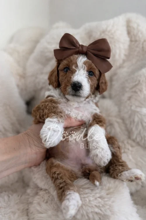 A small brown and white puppy with curly fur sits on a fluffy blanket. The puppy is wearing a large brown bow on its head, and a hand is gently supporting its side.