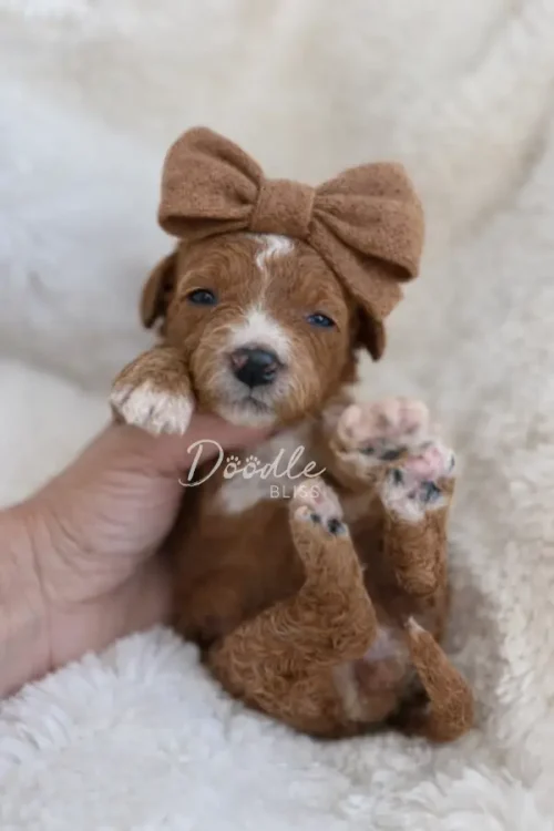 A small brown and white puppy wearing a brown bow headband lies on a fluffy white blanket while being gently held, with its paw raised toward the camera.