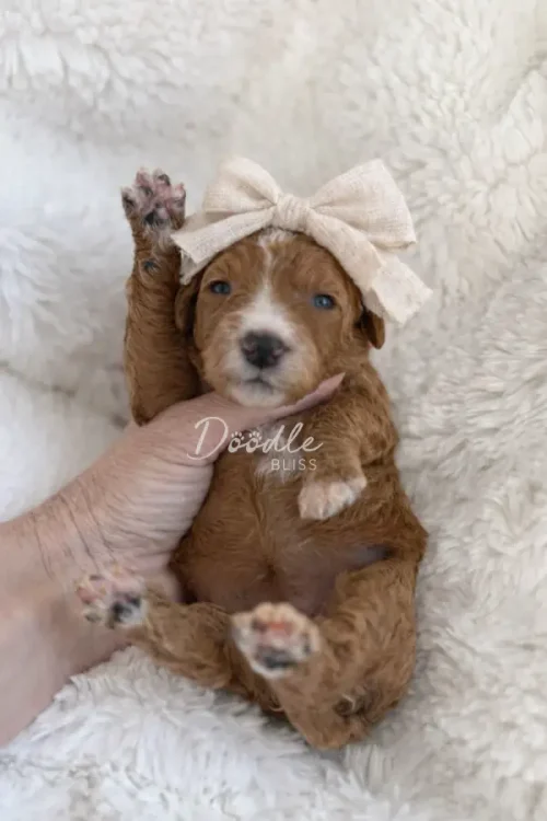 A small brown puppy with a cream-colored bow on its head lies on its back on a fluffy white blanket, raising one paw in the air while being gently held.